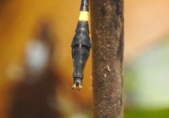 Macrogomphus parallelogramma