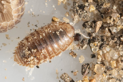 Leptotrichus panzerii