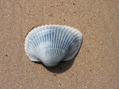 Anadara kagoshimensis