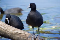 Fulica atra