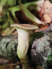Polyporus fagicola