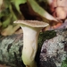 Polyporus fagicola - Photo (c) Jacob Kalichman, some rights reserved (CC BY-NC), uploaded by Jacob Kalichman