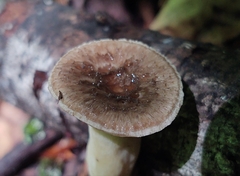 Polyporus fagicola