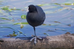 Fulica atra