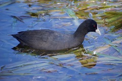 Fulica atra