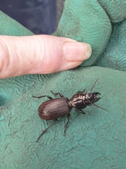 Mecodema spiniferum