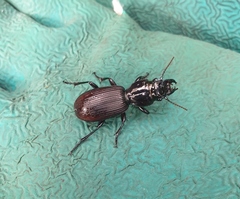 Mecodema spiniferum