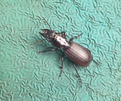 Mecodema spiniferum