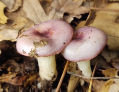 Russula fragilis