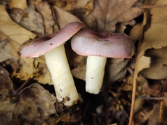 Russula fragilis