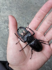 Lucanus fryi