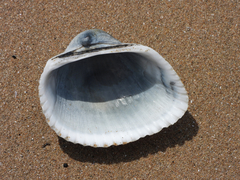 Anadara kagoshimensis