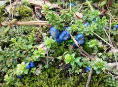 Gaultheria trichophylla