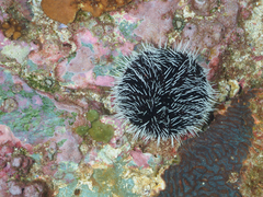 Tripneustes kermadecensis