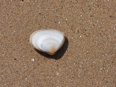 Macoma incongrua
