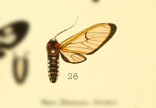 Cosmosoma eumelis · iNaturalist