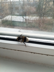 Bombus