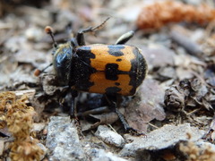 Nicrophorus vestigator