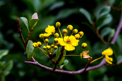 Acridocarpus natalitius