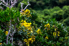 Acridocarpus natalitius