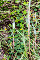 Aeschynomene brevifolia