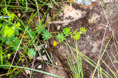Aeschynomene brevifolia