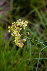 Asclepias praemorsa