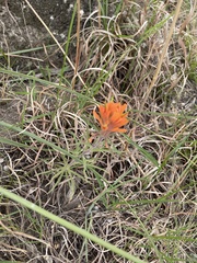 Castilleja lindheimeri