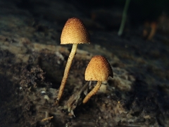 Pholiota pseudosiparia