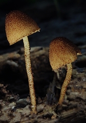 Pholiota pseudosiparia