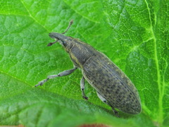 Lixus cardui