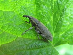 Lixus cardui