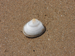 Macoma incongrua