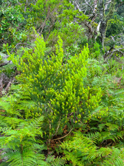 Aspalathus dahlgrenii