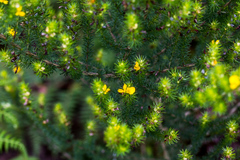 Aspalathus dahlgrenii