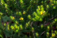 Aspalathus dahlgrenii