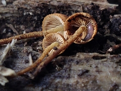 Pholiota pseudosiparia