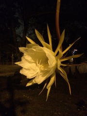 Epiphyllum oxypetalum