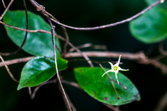 Cryptolepis capensis