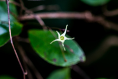 Cryptolepis capensis