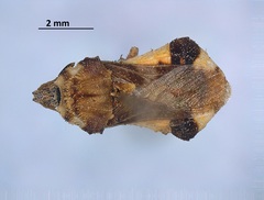 Phymata rossi