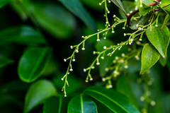 Dioscorea cotinifolia