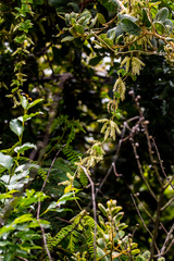 Dioscorea quartiniana