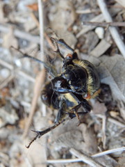 Nicrophorus vestigator