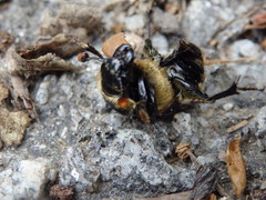 Nicrophorus vestigator