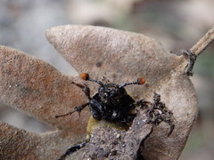 Nicrophorus vestigator