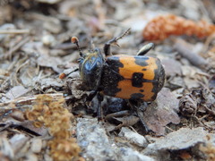 Nicrophorus vestigator