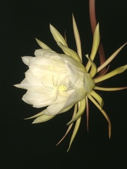 Epiphyllum oxypetalum