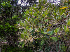 Eugenia erythrophylla