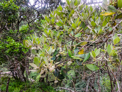 Eugenia erythrophylla